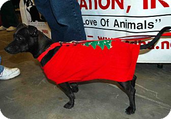 Chihuahua Mix Dog for Sale in Loudonville, New York - Neveah Chihuahua Mix Dog for Sale in Loudonville, New York - Neveah