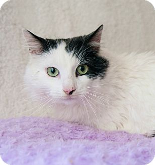 Domestic Longhair Cat for Sale in New Haven, Connecticut - Lee Domestic Longhair Cat for Sale in New Haven, Connecticut - Lee