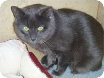 Domestic Shorthair Cat for Sale in Hamburg, New York - Kris Domestic Shorthair Cat for Sale in Hamburg, New York - Kris
