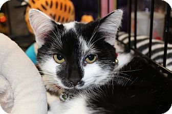 Domestic Shorthair Kitten for Sale in santa monica, California - Lilly Domestic Shorthair Kitten for Sale in santa monica, California - Lilly