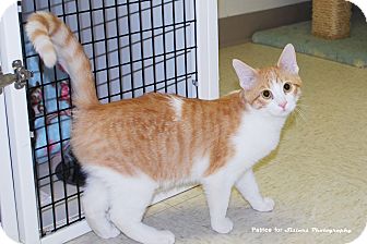 Domestic Shorthair Kitten for Sale in Lincoln, Nebraska - B.B. Domestic Shorthair Kitten for Sale in Lincoln, Nebraska - B.B.