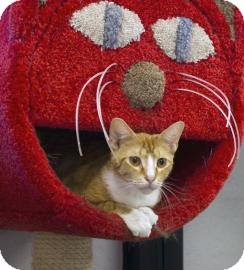 Domestic Shorthair Cat for Sale in Gainesville, Florida - Mango Domestic Shorthair Cat for Sale in Gainesville, Florida - Mango