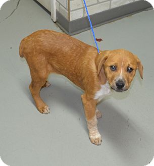 Australian Shepherd/Labrador Retriever Mix Puppy for Sale in Glastonbury, Connecticut - Desi- meet me! Australian Shepherd/Labrador Retriever Mix Puppy for Sale in Glastonbury, Connecticut - Desi- meet me!