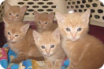 Maine Coon Kitten for Sale in Dallas area, Texas - Caramel Maine Coon Kitten for Sale in Dallas area, Texas - Caramel