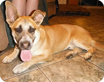 Corgi/Shepherd (Unknown Type) Mix Dog for Sale in Phoenix, Arizona - Jerry Corgi/Shepherd (Unknown Type) Mix Dog for Sale in Phoenix, Arizona - Jerry