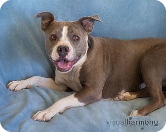 American Pit Bull Terrier Dog for Sale in Phoenix, Arizona - Nina American Pit Bull Terrier Dog for Sale in Phoenix, Arizona - Nina