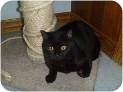 Domestic Shorthair Cat for Sale in Hamburg, New York - Rascal Domestic Shorthair Cat for Sale in Hamburg, New York - Rascal