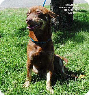 Chihuahua Mix Dog for Sale in Yuba City, California - Waldo Chihuahua Mix Dog for Sale in Yuba City, California - Waldo