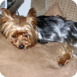 Yorkie, Yorkshire Terrier Mix Dog for Sale in Goodyear, Arizona - Cody (a.k.a. Heart Thumper) Yorkie, Yorkshire Terrier Mix Dog for Sale in Goodyear, Arizona - Cody (a.k.a. Heart Thumper)