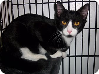 Domestic Shorthair Kitten for Sale in New Haven, Connecticut - Albert Domestic Shorthair Kitten for Sale in New Haven, Connecticut - Albert