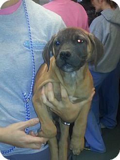 Mastiff Mix Puppy for Sale in manasquam, New Jersey - Moe Mastiff Mix Puppy for Sale in manasquam, New Jersey - Moe