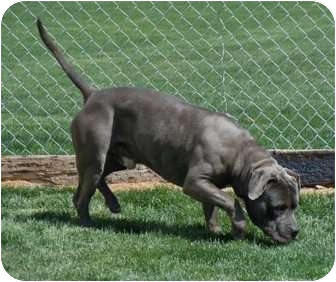 American Pit Bull Terrier Mix Dog for Sale in Meridian, Idaho - Storm American Pit Bull Terrier Mix Dog for Sale in Meridian, Idaho - Storm