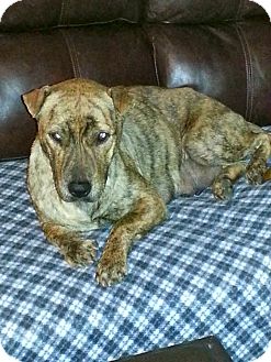 Shar Pei/Staffordshire Bull Terrier Mix Dog for Sale in Phoenix, Arizona - Maya Shar Pei/Staffordshire Bull Terrier Mix Dog for Sale in Phoenix, Arizona - Maya