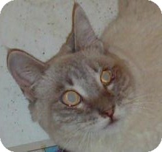 Siamese Cat for Sale in North Highlands, California - Calista Siamese Cat for Sale in North Highlands, California - Calista