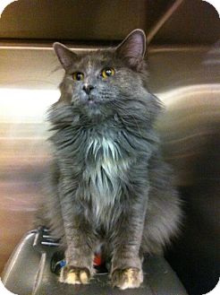 Turkish Angora Cat for Sale in Pittstown, New Jersey - Padme Turkish Angora Cat for Sale in Pittstown, New Jersey - Padme