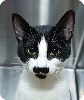 Domestic Shorthair Cat for Sale in New York, New York - Martha Domestic Shorthair Cat for Sale in New York, New York - Martha
