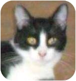 Domestic Shorthair Kitten for Sale in Kansas City, Missouri - Acat Domestic Shorthair Kitten for Sale in Kansas City, Missouri - Acat