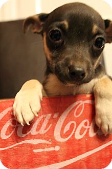 Chihuahua/Terrier (Unknown Type, Small) Mix Puppy for Sale in Bedminster, New Jersey - Luna Chihuahua/Terrier (Unknown Type, Small) Mix Puppy for Sale in Bedminster, New Jersey - Luna