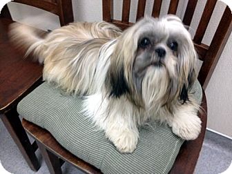 Shih Tzu Dog for Sale in Los Angeles, California - AMELIA Shih Tzu Dog for Sale in Los Angeles, California - AMELIA