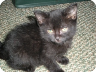Domestic Shorthair Kitten for Sale in Salem, New Hampshire - 5 Kittens Domestic Shorthair Kitten for Sale in Salem, New Hampshire - 5 Kittens