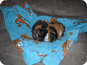 Guinea Pig for Sale in johnson creek, Wisconsin - toast and bay-bay Guinea Pig for Sale in johnson creek, Wisconsin - toast and bay-bay