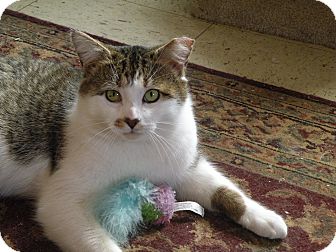 Domestic Shorthair Cat for Sale in Medford, Massachusetts - Boswell Domestic Shorthair Cat for Sale in Medford, Massachusetts - Boswell