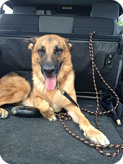 German Shepherd Dog Dog for Sale in hollywood, Florida - cyclone German Shepherd Dog Dog for Sale in hollywood, Florida - cyclone
