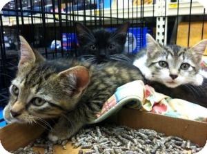 Bengal Kitten for Sale in Cranford/Rartian, New Jersey - Huey Bengal Kitten for Sale in Cranford/Rartian, New Jersey - Huey