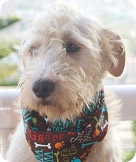 Terrier (Unknown Type, Medium)/Lakeland Terrier Mix Dog for Sale in San Diego, California - Leo Terrier (Unknown Type, Medium)/Lakeland Terrier Mix Dog for Sale in San Diego, California - Leo