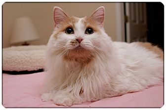 Domestic Mediumhair Cat for Sale in Sterling Heights, Michigan - Fergie - ADOPTED! Domestic Mediumhair Cat for Sale in Sterling Heights, Michigan - Fergie - ADOPTED!