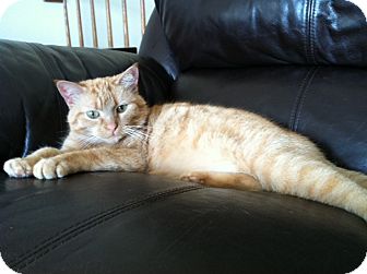 Domestic Shorthair Cat for Sale in St. Louis, Missouri - Pichacho Domestic Shorthair Cat for Sale in St. Louis, Missouri - Pichacho