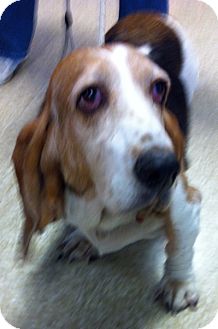 Basset Hound Mix Dog for Sale in Loudonville, New York - Thelma Basset Hound Mix Dog for Sale in Loudonville, New York - Thelma