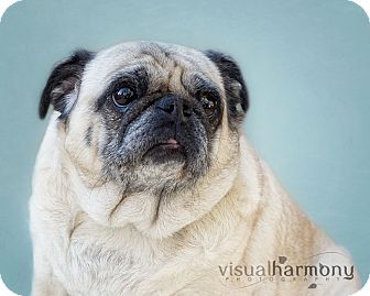 Pug Dog for Sale in Phoenix, Arizona - Millie Pug Dog for Sale in Phoenix, Arizona - Millie