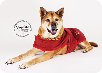 Shiba Inu/Chow Chow Mix Dog for Sale in Denver, Colorado - Hiro Shiba Inu/Chow Chow Mix Dog for Sale in Denver, Colorado - Hiro