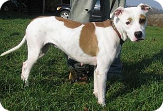Boxer/American Bulldog Mix Dog for Sale in Lisbon, Ohio - Trinity Boxer/American Bulldog Mix Dog for Sale in Lisbon, Ohio - Trinity
