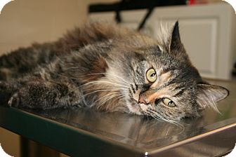 Persian Cat for Sale in Allentown, Pennsylvania - Princess Macy Persian Cat for Sale in Allentown, Pennsylvania - Princess Macy