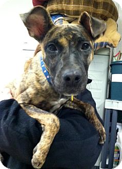Shepherd (Unknown Type)/Greyhound Mix Dog for Sale in North Olmsted, Ohio - Rory Shepherd (Unknown Type)/Greyhound Mix Dog for Sale in North Olmsted, Ohio - Rory