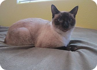 Siamese Cat for Sale in Vacaville, California - Elsie Siamese Cat for Sale in Vacaville, California - Elsie