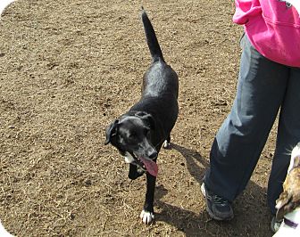 Border Collie Mix Dog for Sale in Starkville, Mississippi - Molly Border Collie Mix Dog for Sale in Starkville, Mississippi - Molly