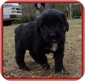 Bearded Collie/Labrador Retriever Mix Puppy for Sale in Allentown, Pennsylvania - Lana Loo Bearded Collie/Labrador Retriever Mix Puppy for Sale in Allentown, Pennsylvania - Lana Loo