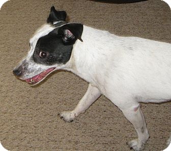 Jack Russell Terrier Dog for Sale in Prole, Iowa - Frankie Jack Russell Terrier Dog for Sale in Prole, Iowa - Frankie