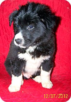 Border Collie Mix Puppy for Sale in Sherman, Connecticut - Bruce Betty's Dog Border Collie Mix Puppy for Sale in Sherman, Connecticut - Bruce Betty's Dog