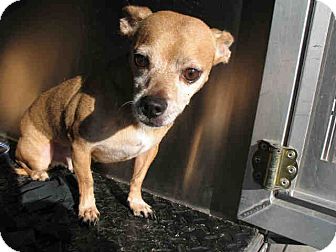 Chihuahua Mix Dog for Sale in Las Vegas, Nevada - Malcolm Chihuahua Mix Dog for Sale in Las Vegas, Nevada - Malcolm