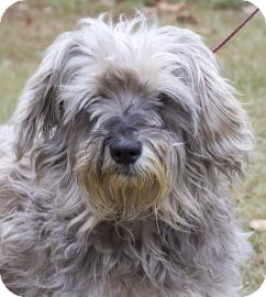 Schnauzer (Standard) Mix Dog for Sale in Gainesville, Florida - Chewey Schnauzer (Standard) Mix Dog for Sale in Gainesville, Florida - Chewey