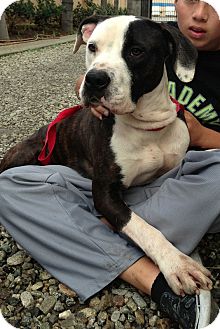 American Bulldog/American Pit Bull Terrier Mix Dog for Sale in San Diego, California - Wilson URGENT American Bulldog/American Pit Bull Terrier Mix Dog for Sale in San Diego, California - Wilson URGENT