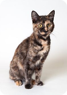 Domestic Shorthair Cat for Sale in Rockaway, New Jersey - Mini Domestic Shorthair Cat for Sale in Rockaway, New Jersey - Mini