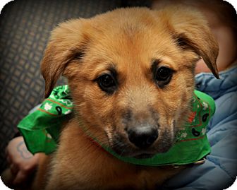 German Shepherd Dog/Golden Retriever Mix Puppy for Sale in Sparta, New Jersey - Godwin German Shepherd Dog/Golden Retriever Mix Puppy for Sale in Sparta, New Jersey - Godwin
