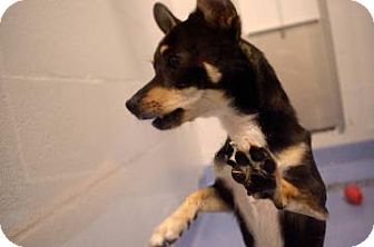 Chihuahua Mix Dog for Sale in Gainesville, Florida - Dennis Chihuahua Mix Dog for Sale in Gainesville, Florida - Dennis