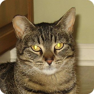 Domestic Shorthair Cat for Sale in Hamilton, New Jersey - CHLOE Domestic Shorthair Cat for Sale in Hamilton, New Jersey - CHLOE