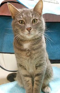 Domestic Shorthair Cat for Sale in Sterling, Virginia - Janet Domestic Shorthair Cat for Sale in Sterling, Virginia - Janet